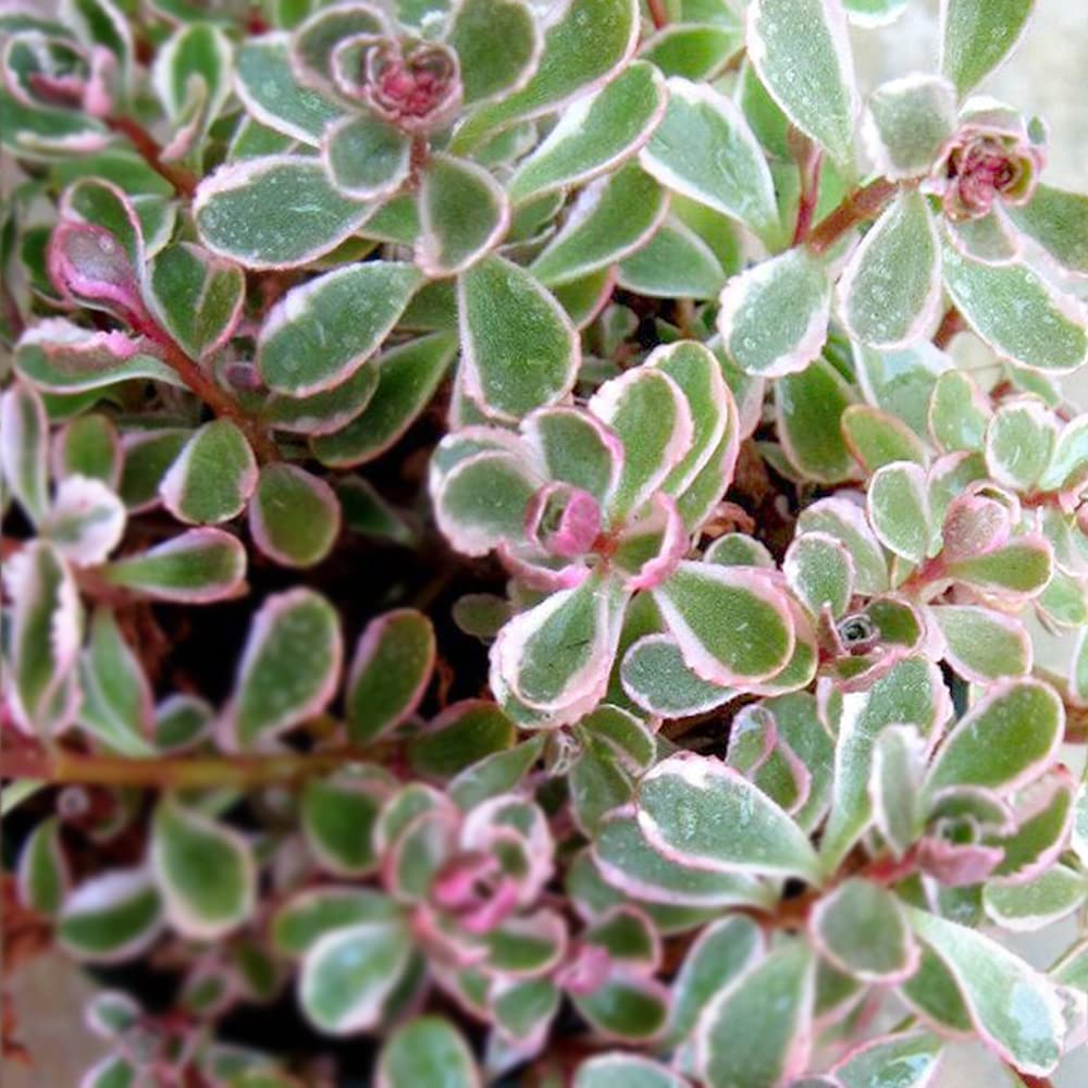 Amazon.co.jp: ITANSE セダム コーカサスキリンソウ・トリ